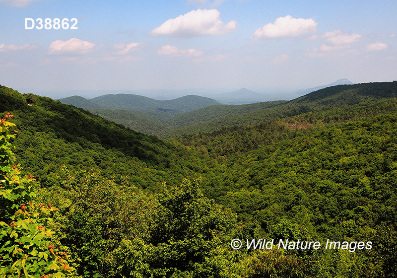 Appalachian-Blue Ridge forests